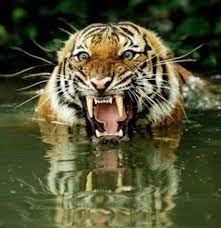 Habitat Disturbance Fuelling Human-Animal Conflict in Mysuru Belt, Experts Warn